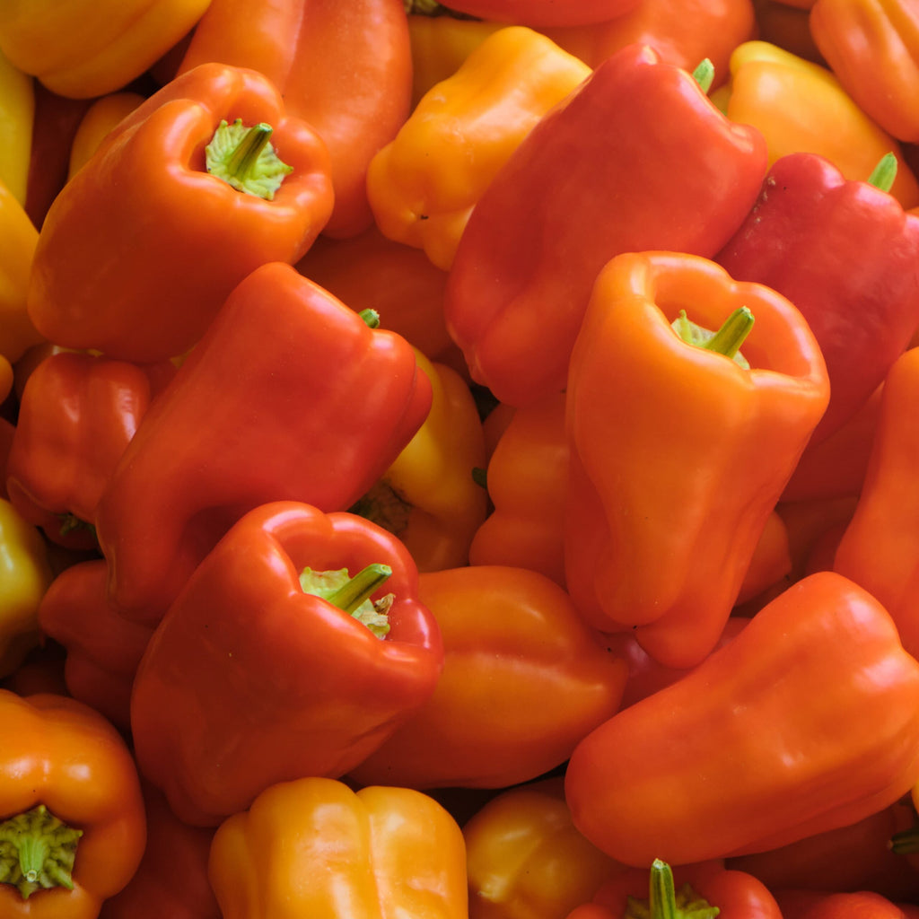 Pimento Albaregia