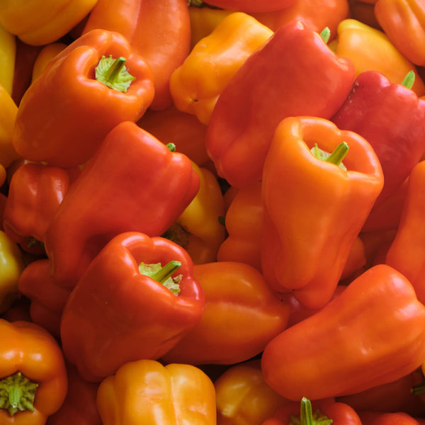 Pimento Albaregia