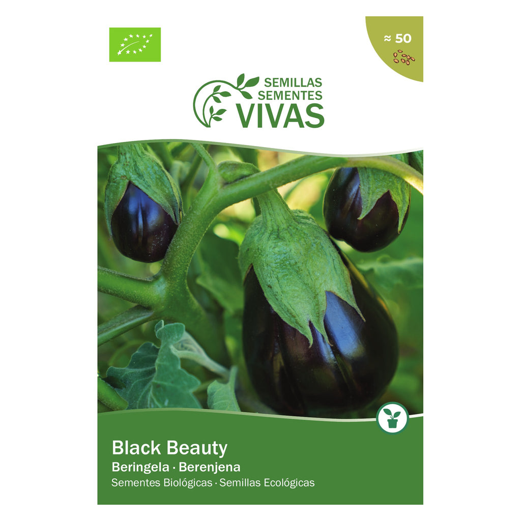 Beringela Black Beauty – frente