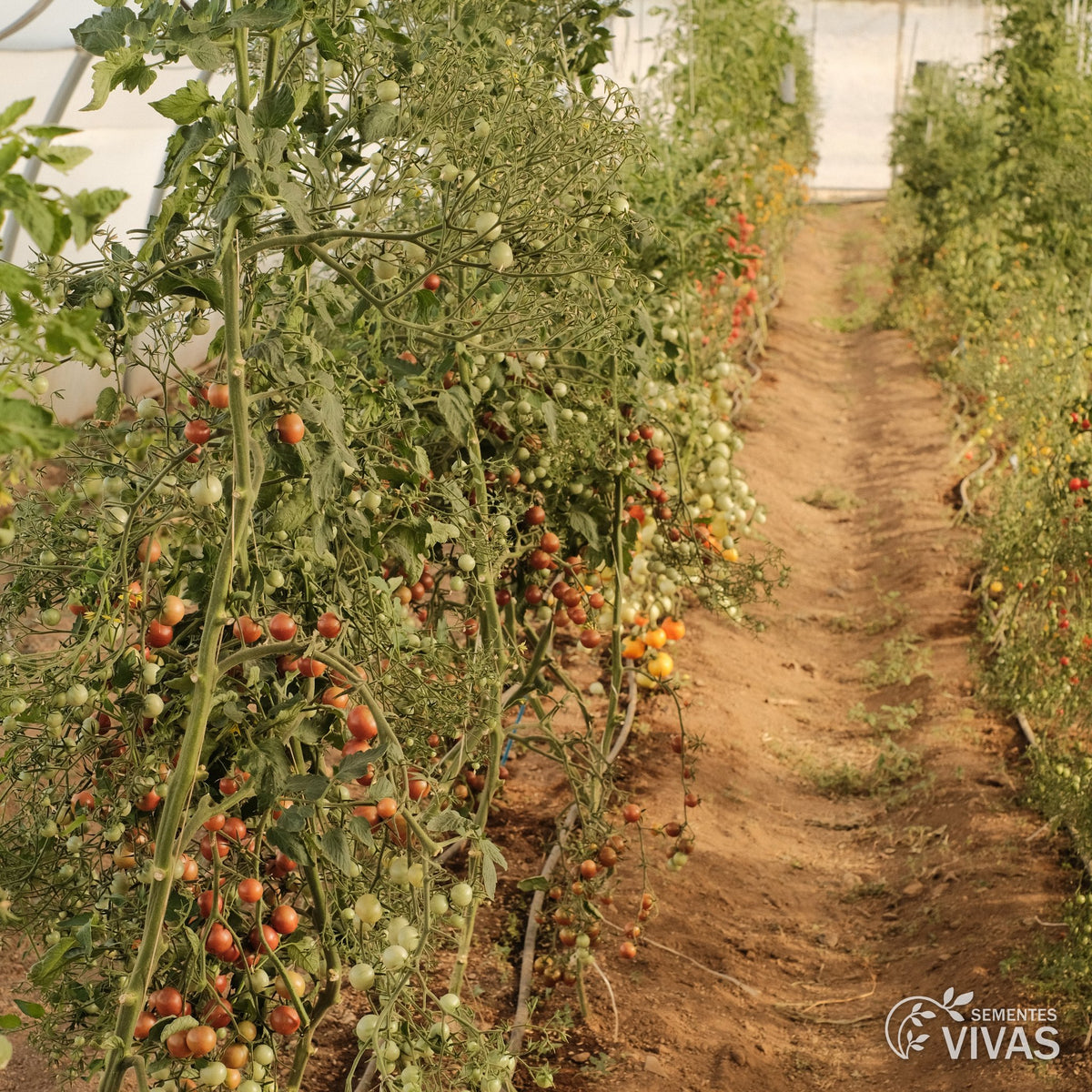 Tomate Black Cherry – Sementes Vivas