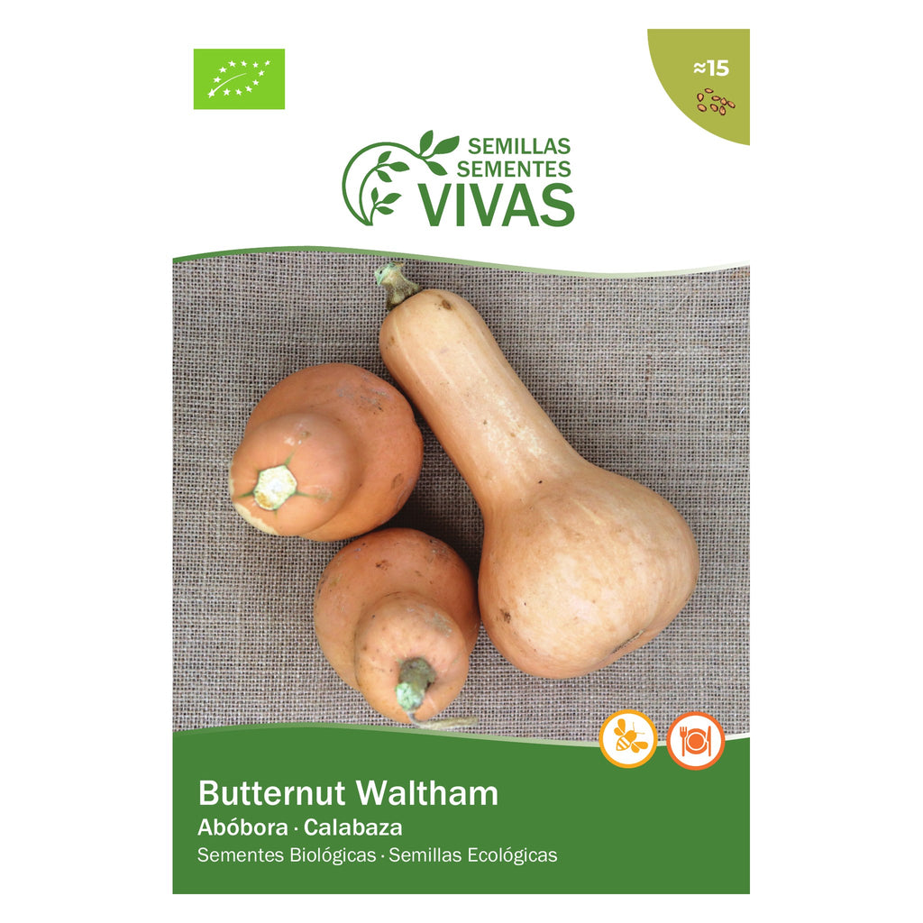 Abóbora Butternut – frente