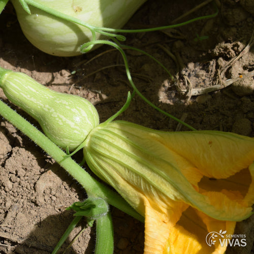 Abóbora Butternut Waltham – Sementes Vivas