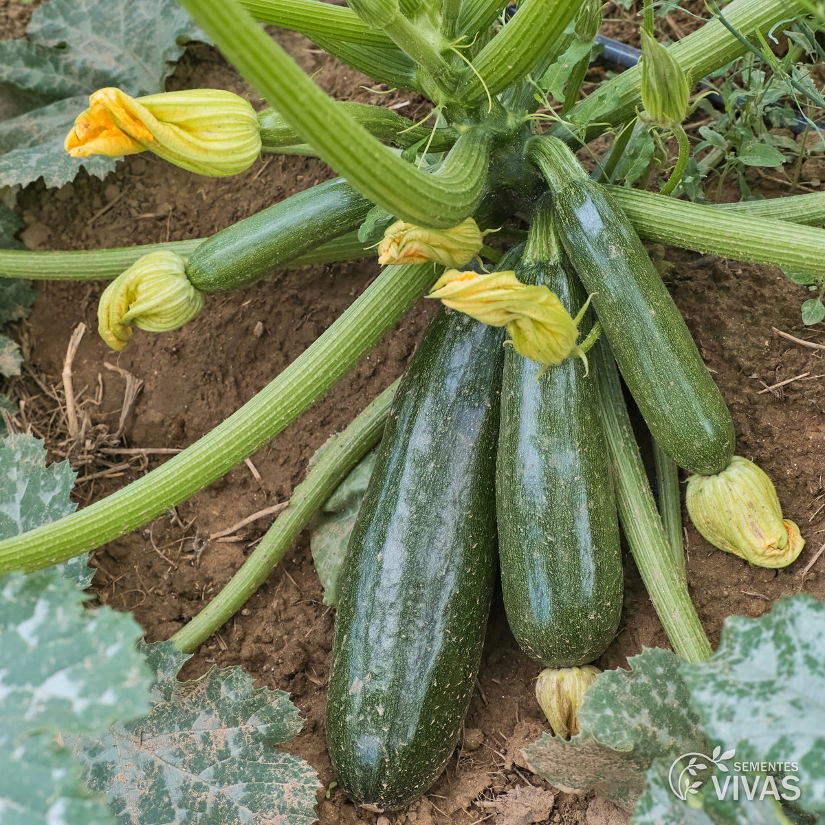 Curgete Zuboda – Sementes Vivas