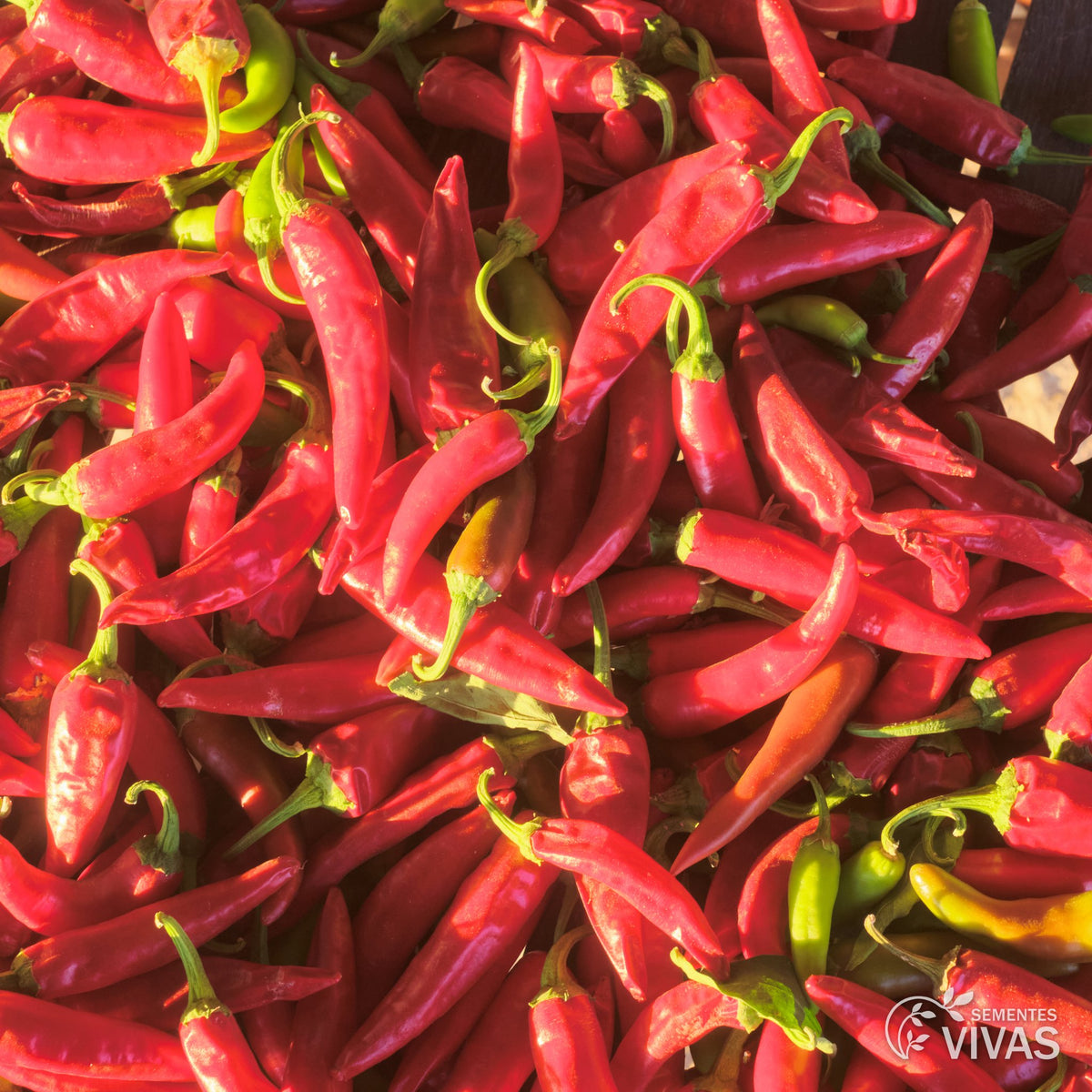Pimento De Cayenne – Sementes Vivas