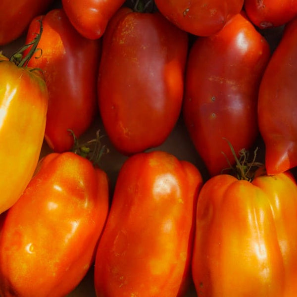 Tomate Des Andes