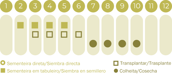 Tomate Coração de Boi laranja