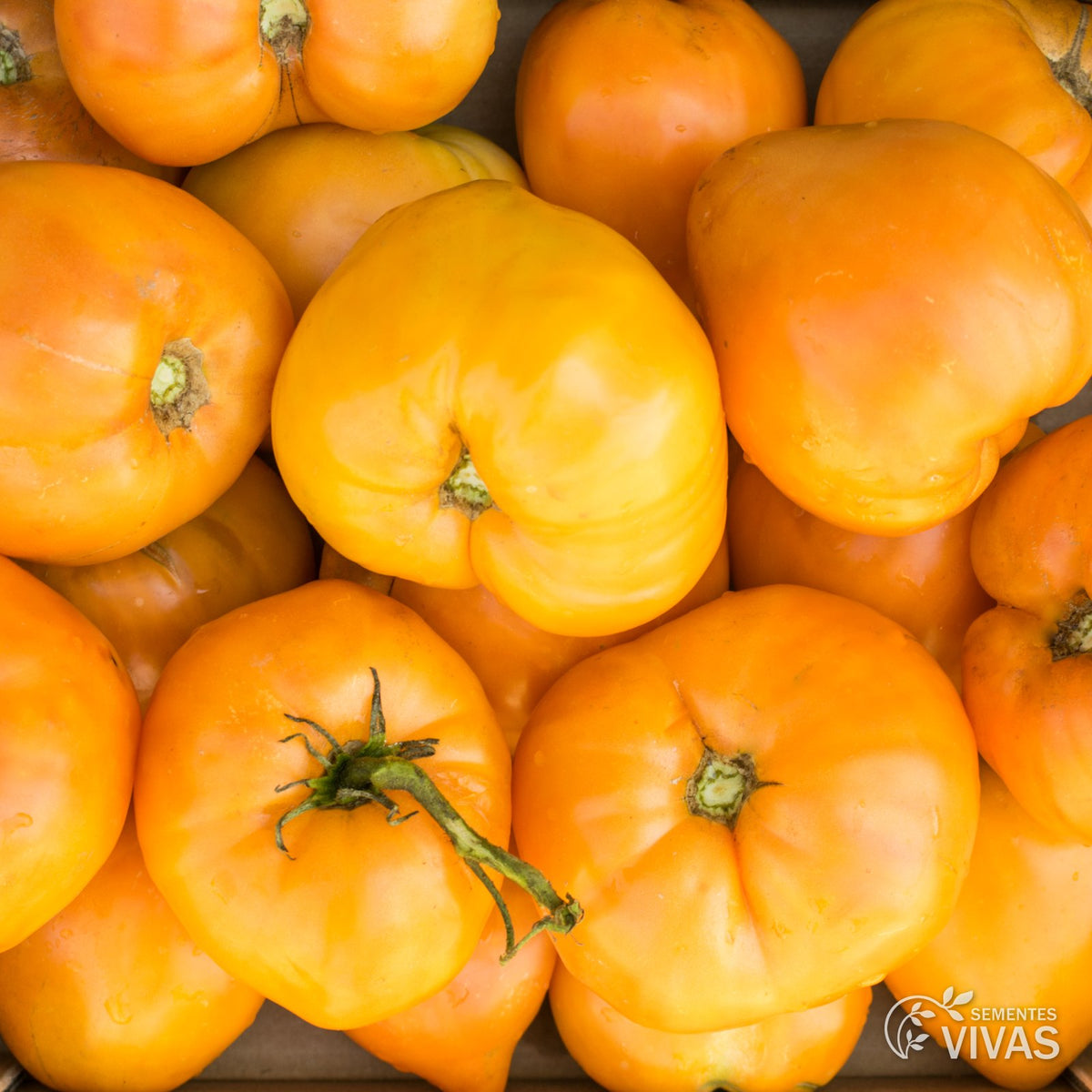 Tomate Coração de Boi laranja – Sementes Vivas