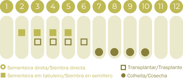 Tomate de Inverno