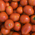 Tomate UC 105 J