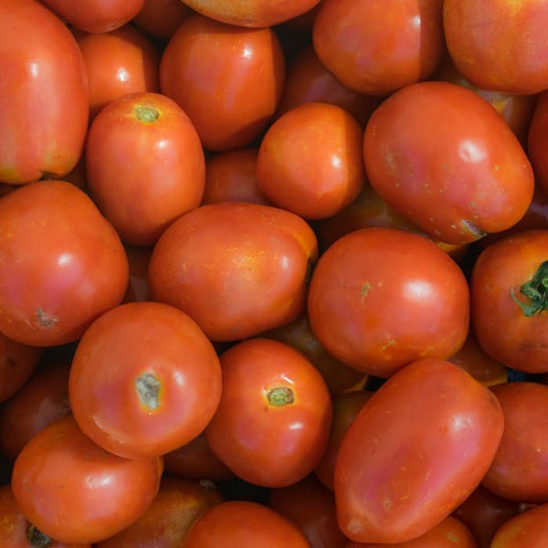 Tomate UC 105 J