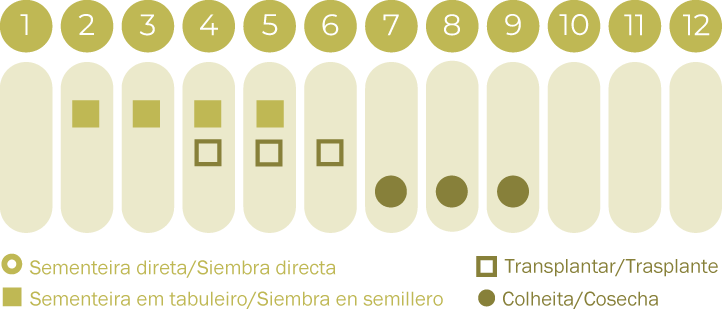 Pimento Corno di Toro Giallo