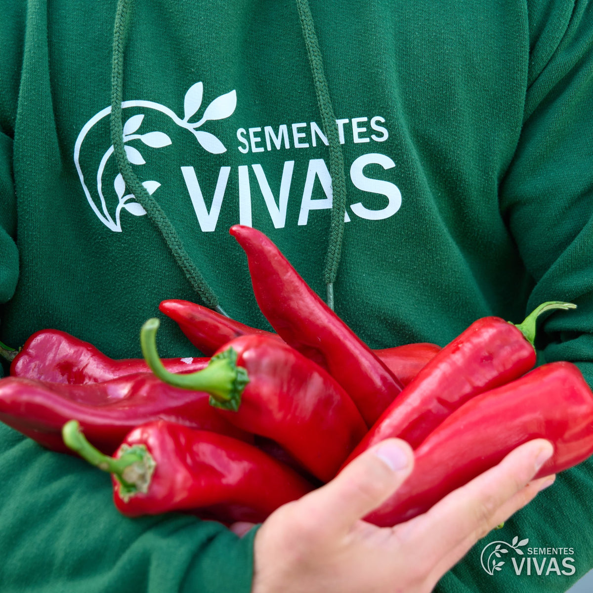 Pimento Corno di Toro Rosso – Sementes Vivas