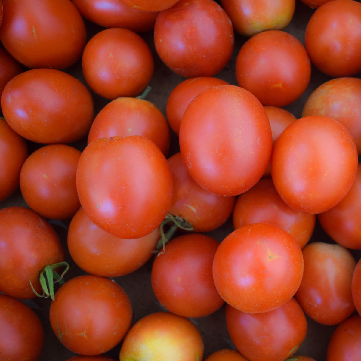 Tomate Dorenia
