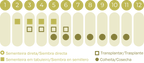 Beringela Violetta Lunga 2