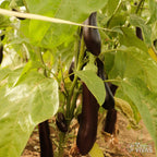 Beringela Violetta Lunga – Sementes Vivas