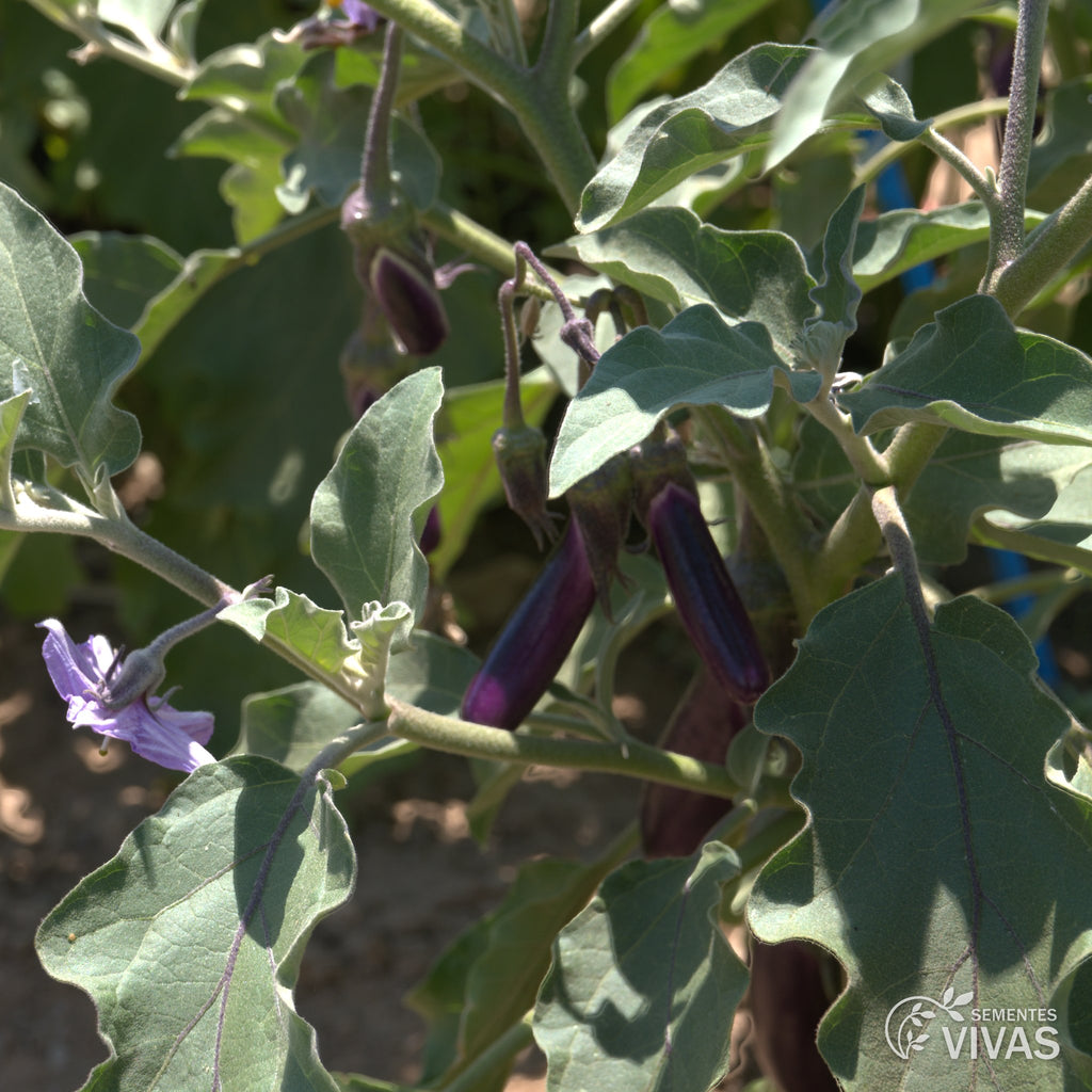 Beringela Violetta Lunga – Sementes Vivas