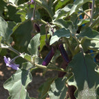 Beringela Violetta Lunga – Sementes Vivas