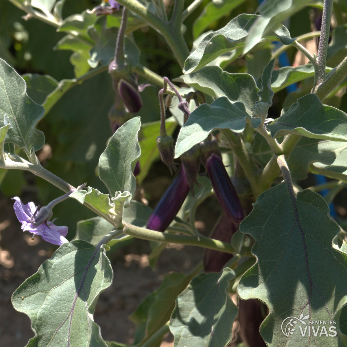 Beringela Violetta Lunga – Sementes Vivas