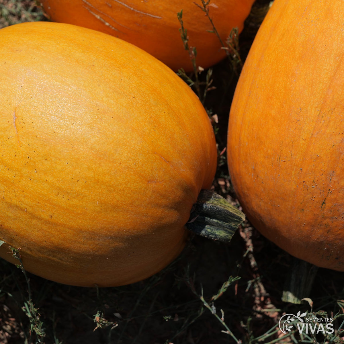 Abóbora Jack O'lantern – Sementes Vivas