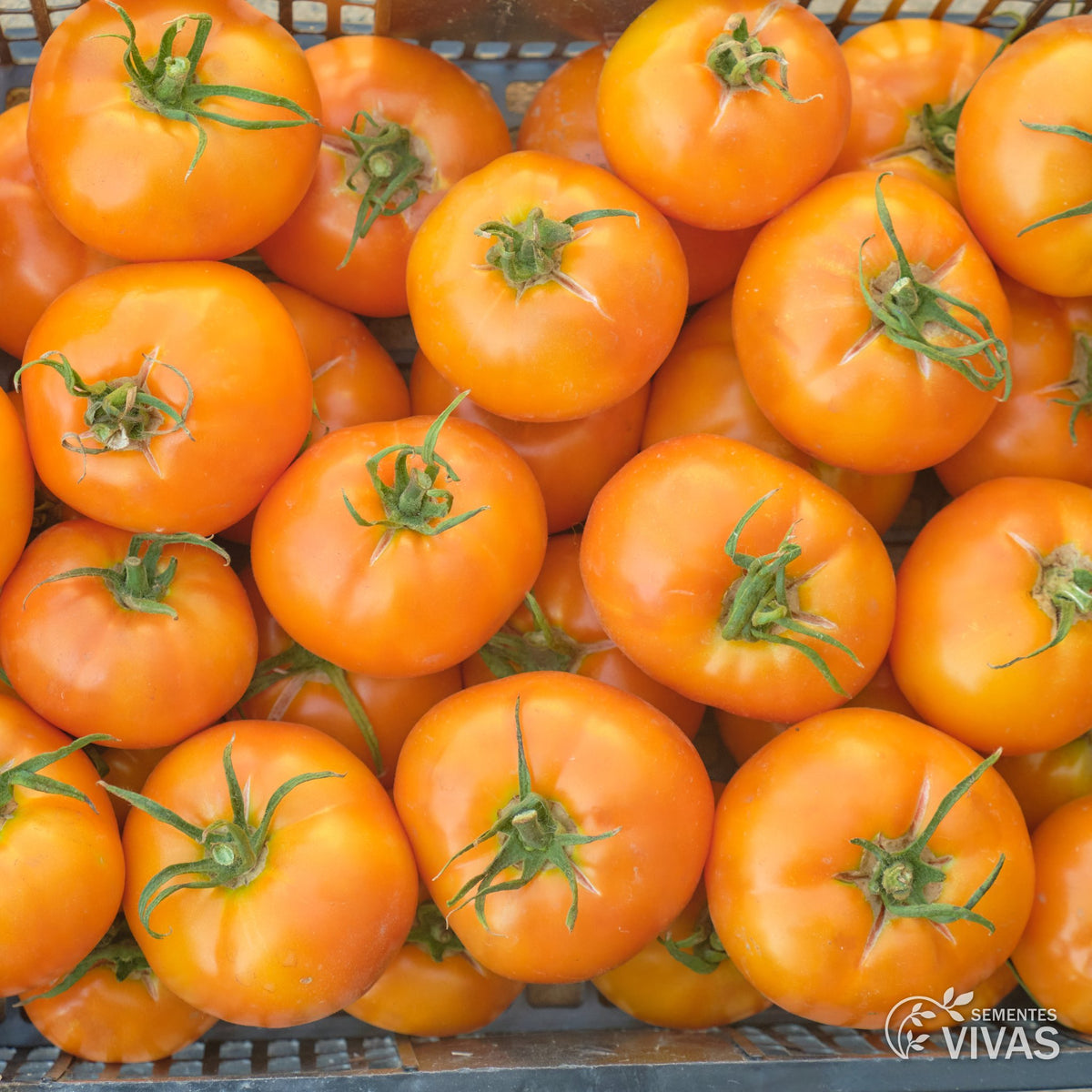 Tomate La Carotina – Sementes Vivas