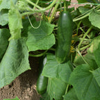 Pepino La Diva