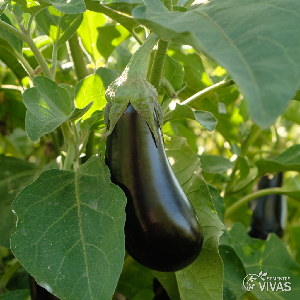 Berenjena Zora – Sementes Vivas