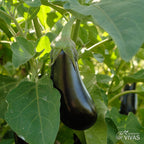 Berenjena Zora – Sementes Vivas