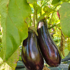 Berenjena Zora – Sementes Vivas