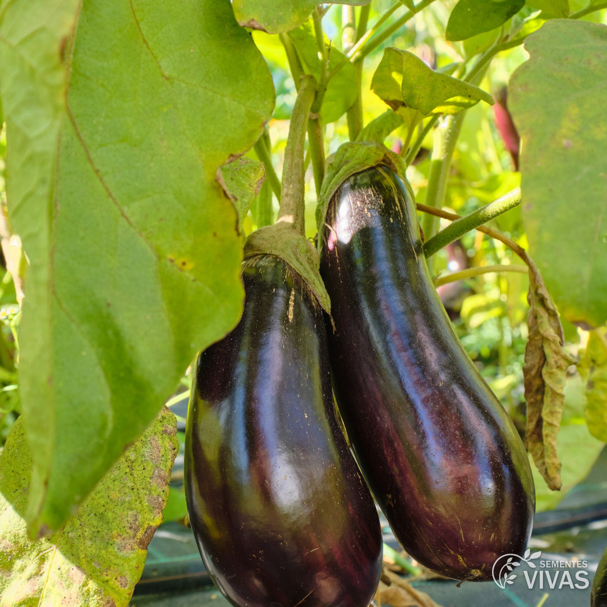 Berenjena Zora – Sementes Vivas