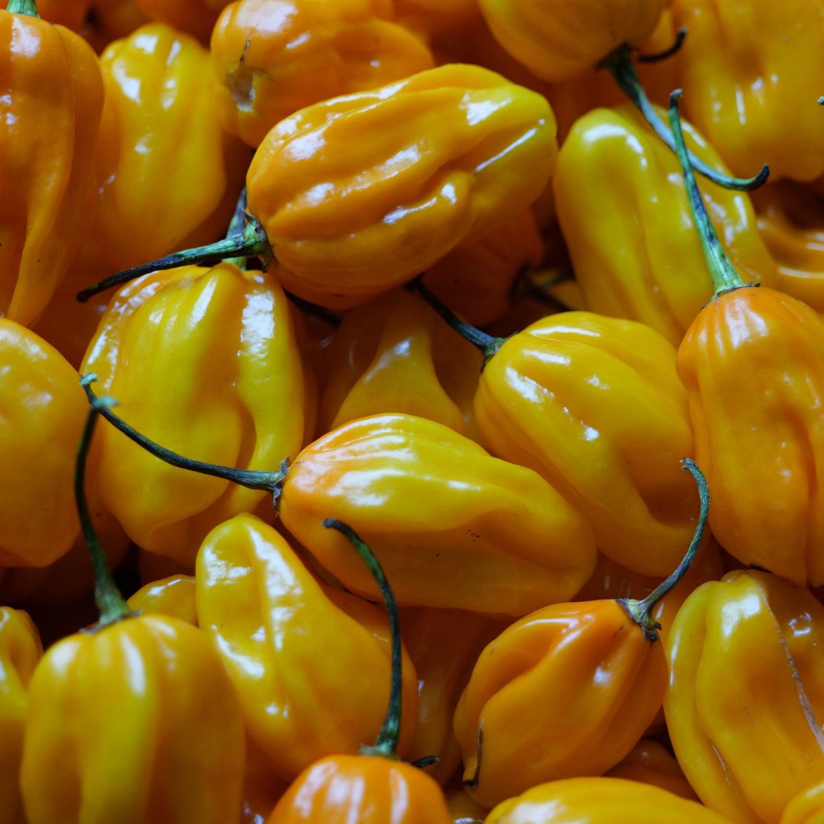 Pimento Habanero Amarelo