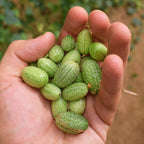 Cucamelon