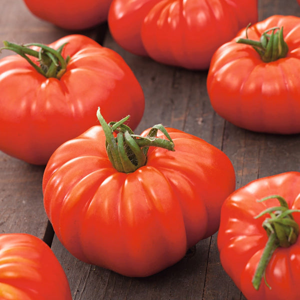 Tomate Marmande