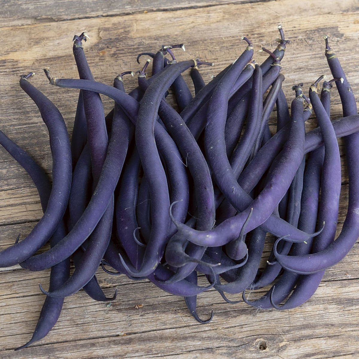 Feijão Verde Purple Teepee