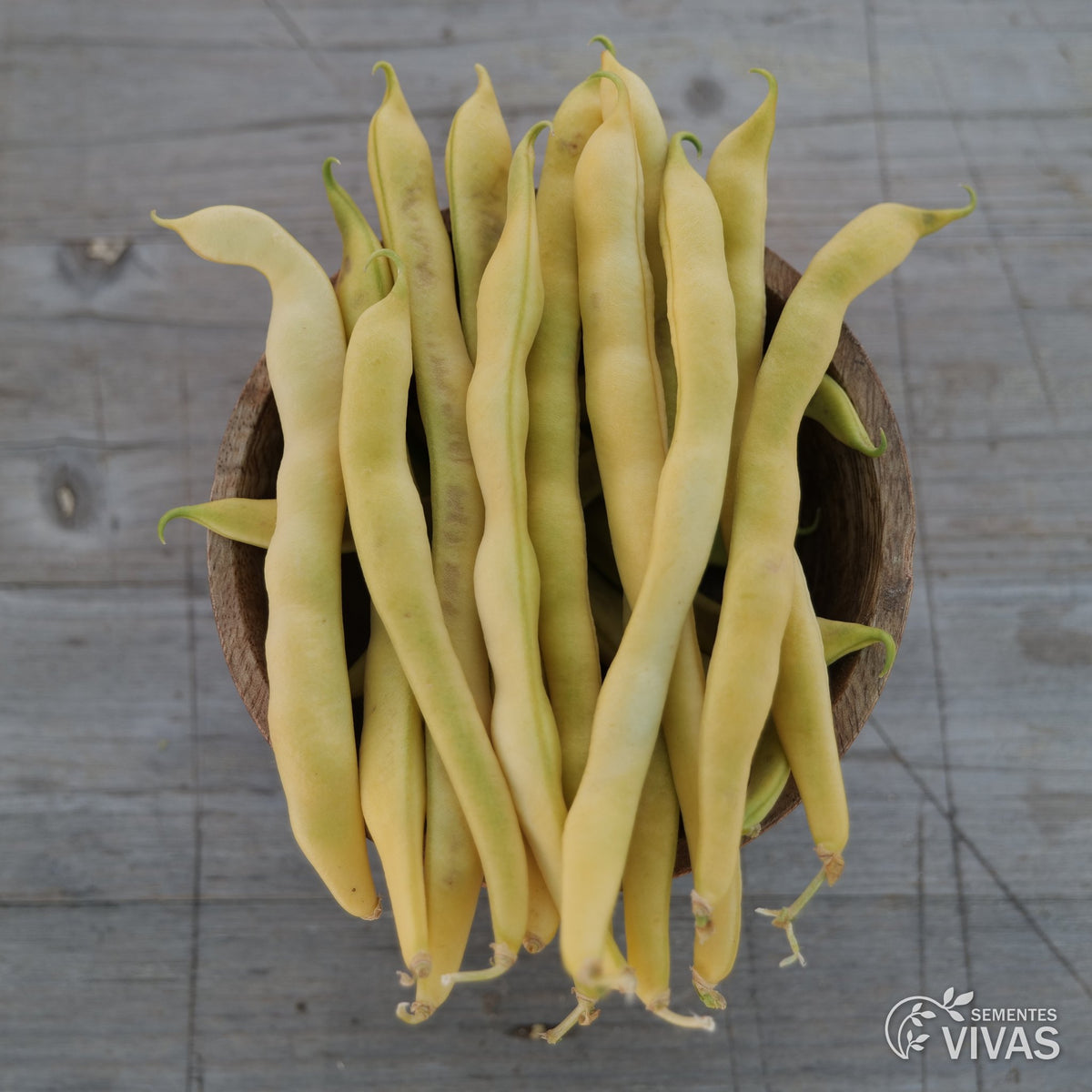 Feijão Verde Neckargold – Sementes Vivas