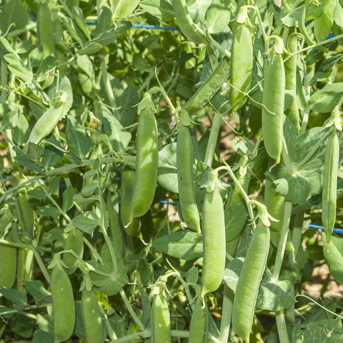 Ambassador Pea
