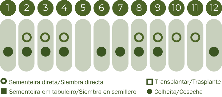 Fita de Sementes Cenoura Rodelika BIO
