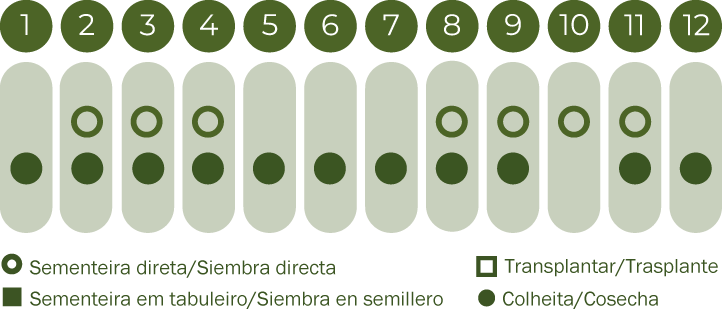 Cenoura Nantes 2