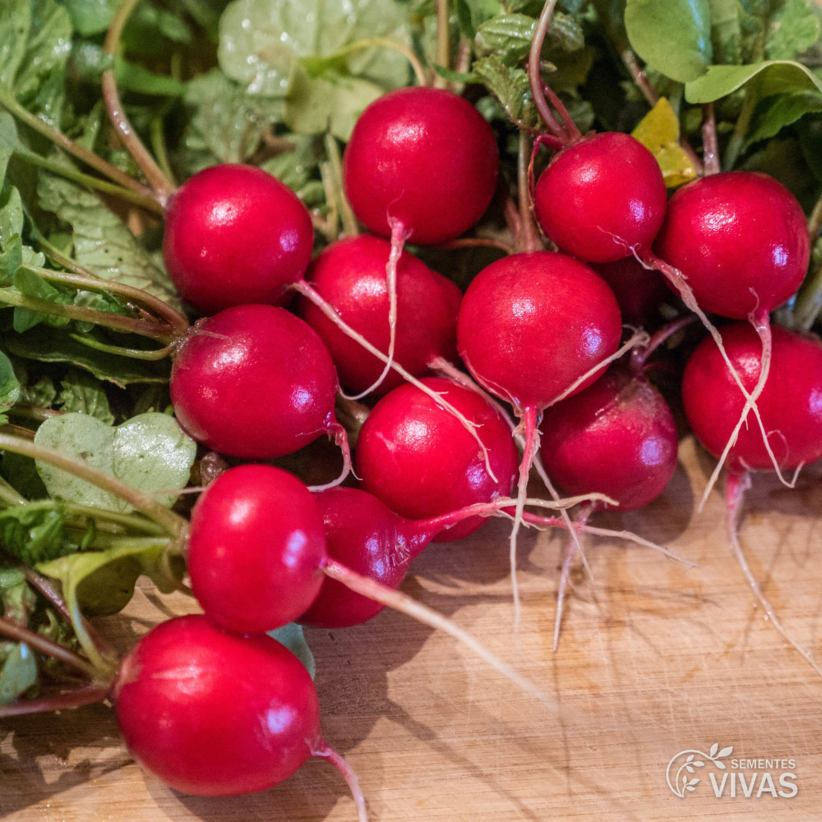 Rabanete Cherry Belle – Sementes Vivas