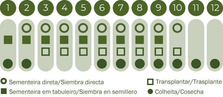 Beterraba Cylindra
