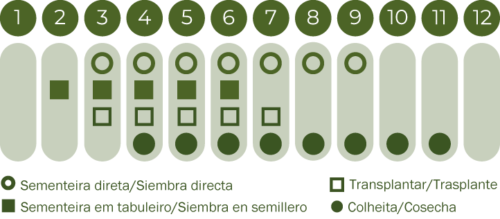 Beterraba Detroit 2
