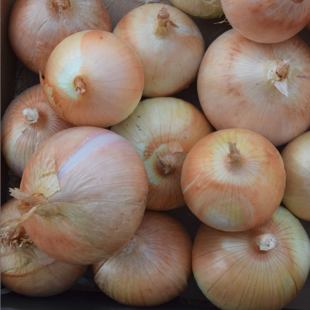 Cebola Branca da Lezíria