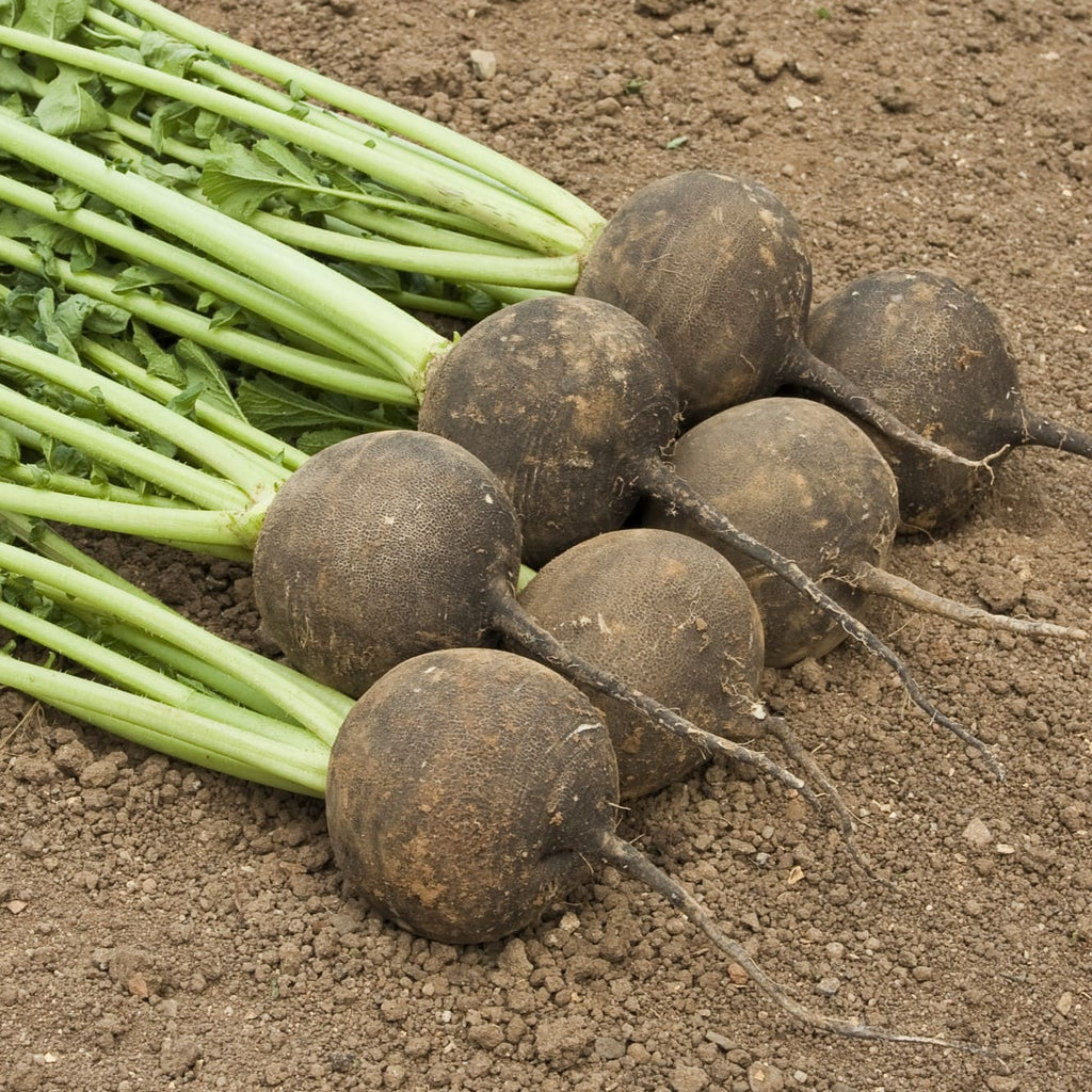 Rabanete Nero tondo d'inverno