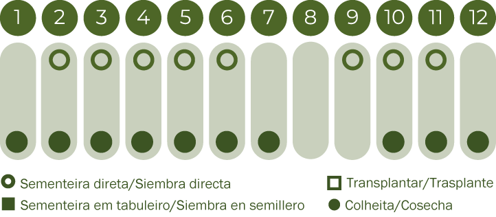 Fita de Sementes Rabanete Sora BIO
