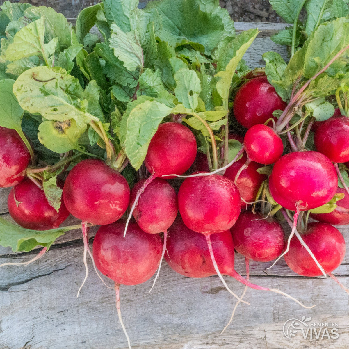 Rabanete Sora – Sementes Vivas