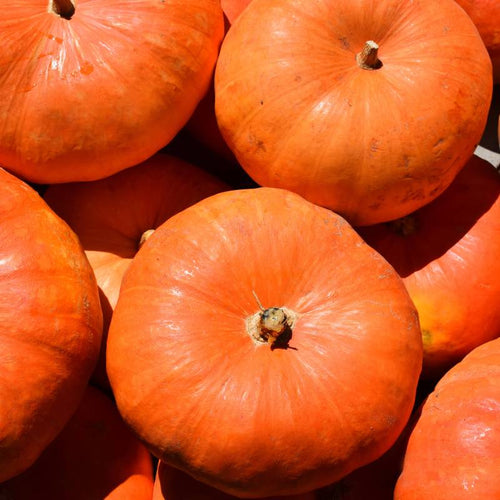 Abóbora Rouge vif d´Etampes