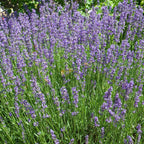 Lavanda