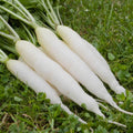 Rabanete White Icicle
