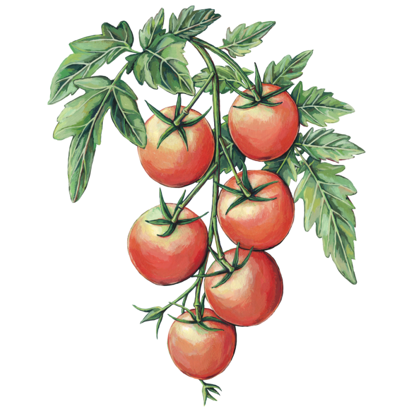 Tomate Cereja de Inverno