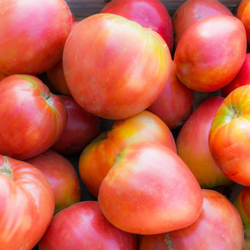 Tomate Coração de Boi