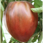 Tomate Coração de Boi negro